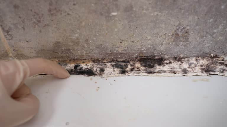 Environmental Consulting for Mold Prevention in Jamestown, OH